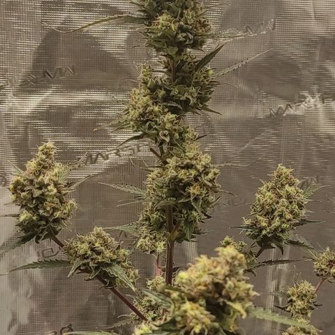 Purple Skunk auto growlog timeline photo