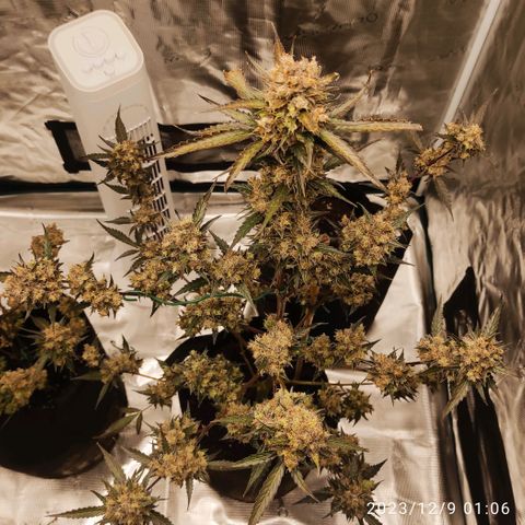 Purple Skunk auto growlog timeline photo