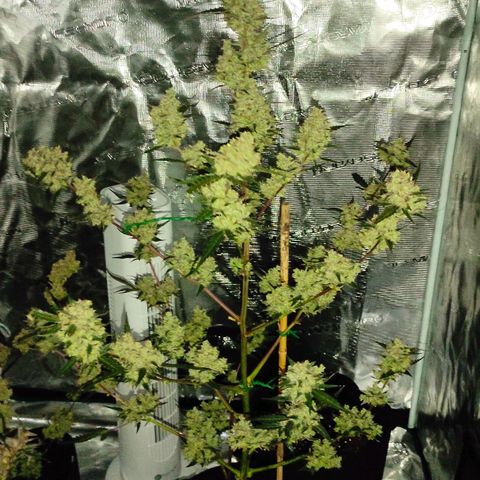 Purple Skunk auto growlog timeline photo