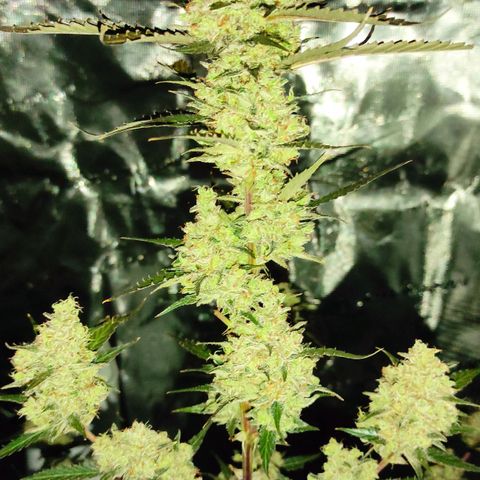 Purple Skunk auto growlog timeline photo