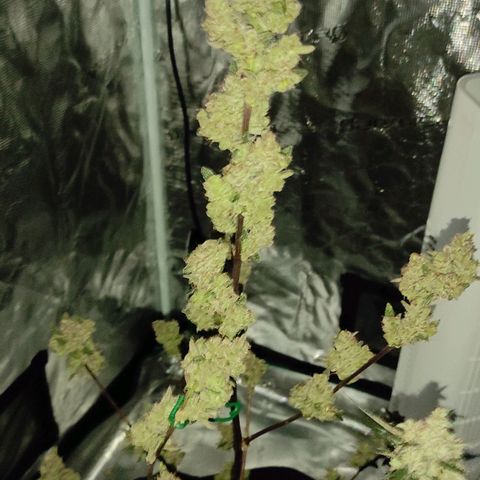 Stichy orange XXL growlog timeline photo