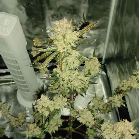 Purple Skunk auto growlog timeline photo