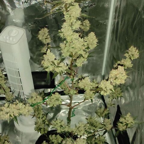 Purple Skunk auto growlog timeline photo