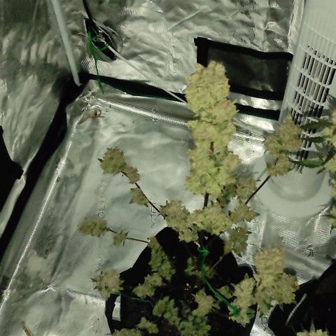 Stichy orange XXL growlog timeline photo