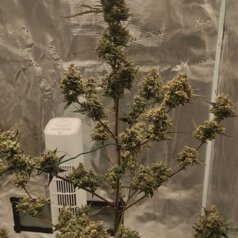 Purple Skunk auto growlog timeline photo