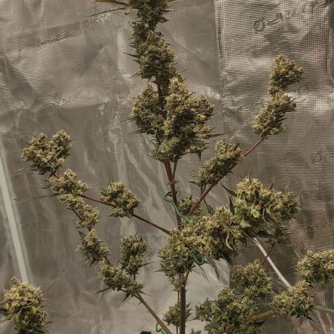 Purple Skunk auto growlog timeline photo
