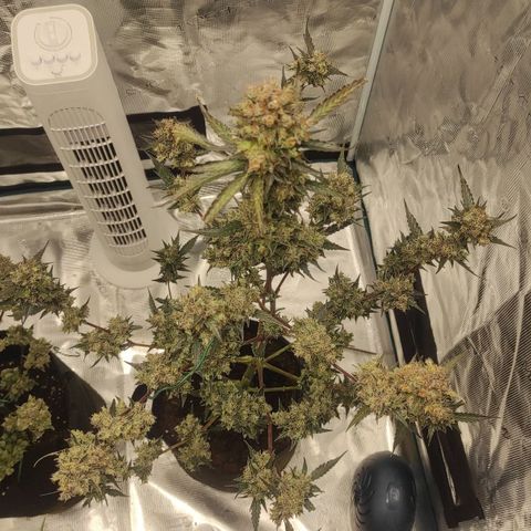 Purple Skunk auto growlog timeline photo