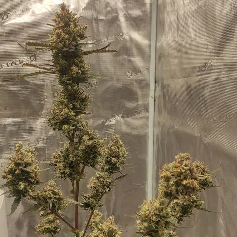 Purple Skunk auto growlog timeline photo