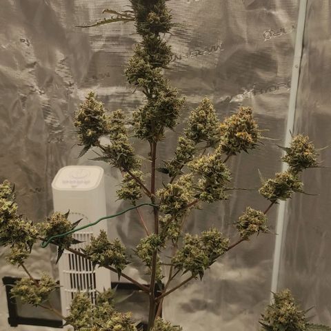 Purple Skunk auto growlog timeline photo
