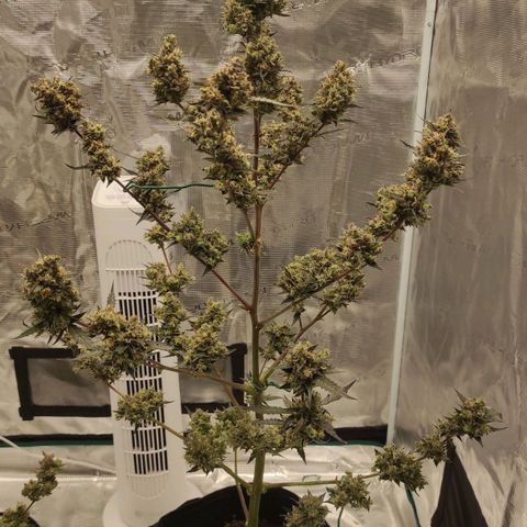 Purple Skunk auto growlog timeline photo