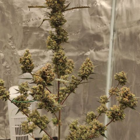 Purple Skunk auto growlog timeline photo