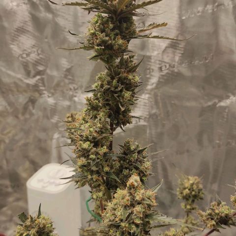 Purple Skunk auto growlog timeline photo