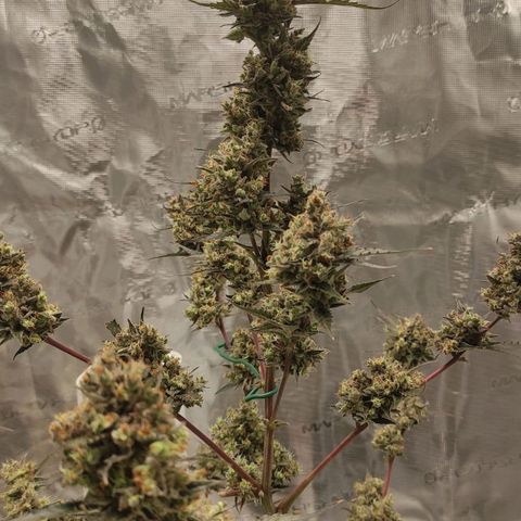 Purple Skunk auto growlog timeline photo