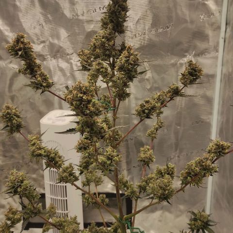 Purple Skunk auto growlog timeline photo