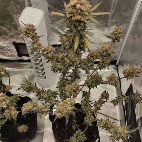 Purple Skunk auto growlog timeline photo