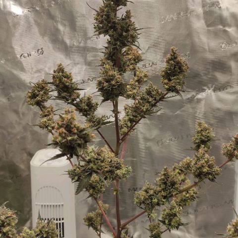 Purple Skunk auto growlog timeline photo