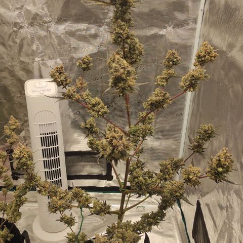 Purple Skunk auto growlog timeline photo