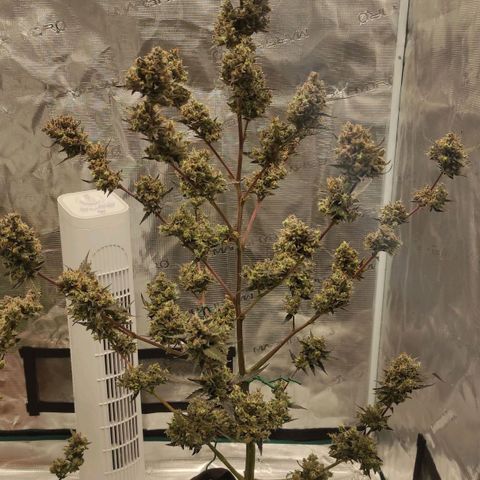 Purple Skunk auto growlog timeline photo