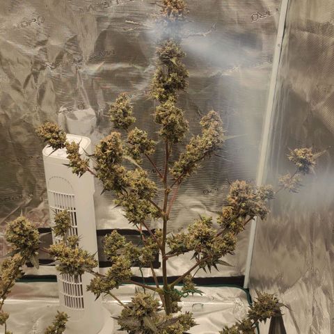 Purple Skunk auto growlog timeline photo