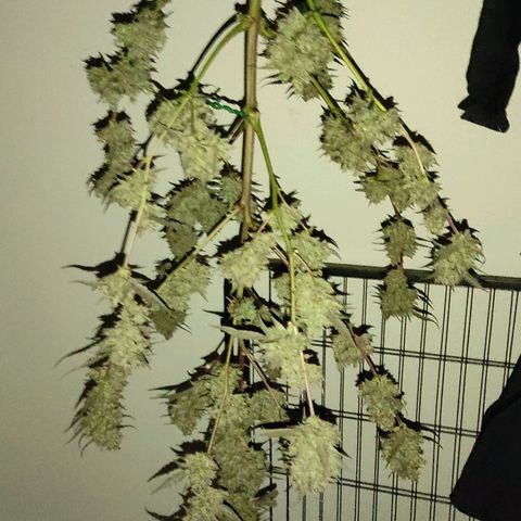 Purple Skunk auto growlog timeline photo