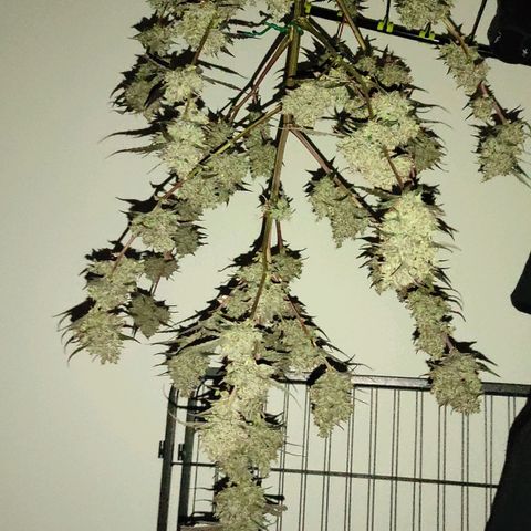 Purple Skunk auto growlog timeline photo