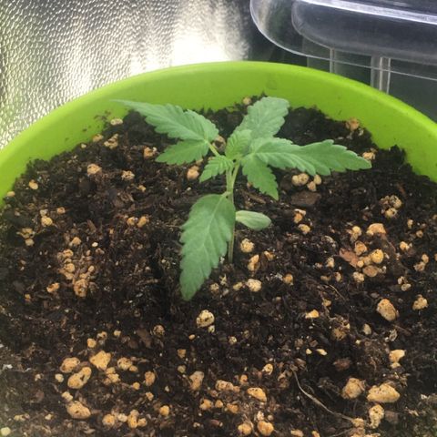 HULKBERRY growlog timeline photo