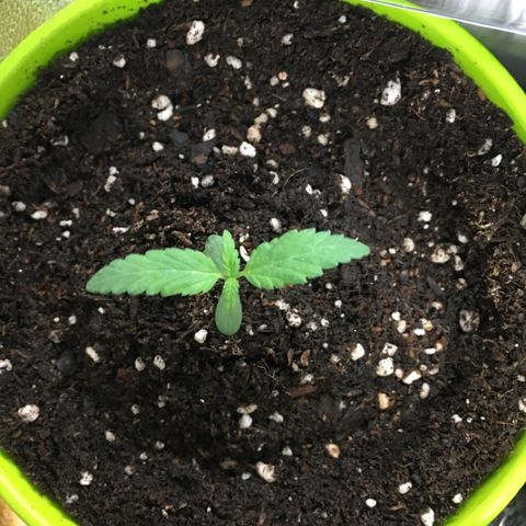 HULKBERRY growlog timeline photo