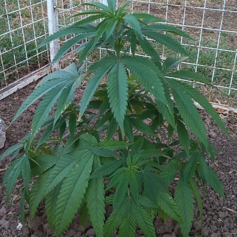 HULKBERRY growlog timeline photo
