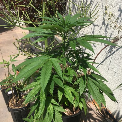 HULKBERRY growlog timeline photo