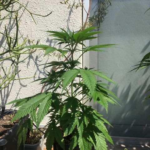 HULKBERRY growlog timeline photo