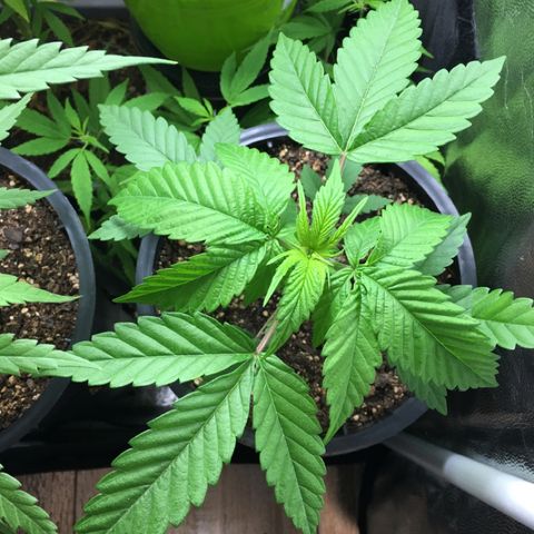 HULKBERRY growlog timeline photo