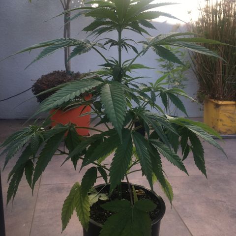 HULKBERRY growlog timeline photo