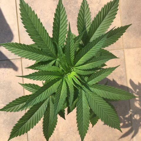 HULKBERRY growlog timeline photo
