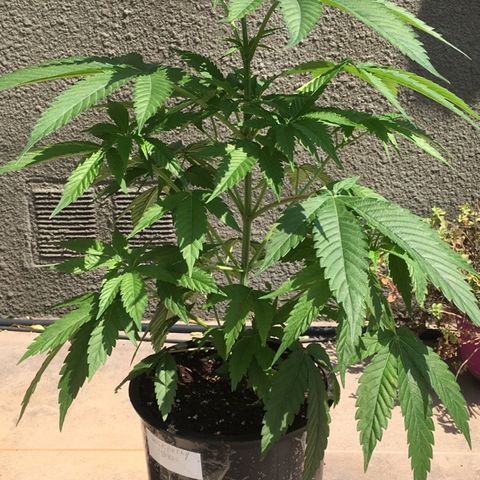 HULKBERRY growlog photo: A tomar sol