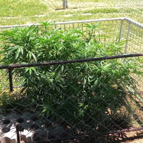 HULKBERRY growlog timeline photo