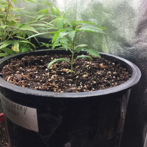 HULKBERRY growlog timeline photo