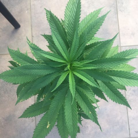 HULKBERRY growlog timeline photo