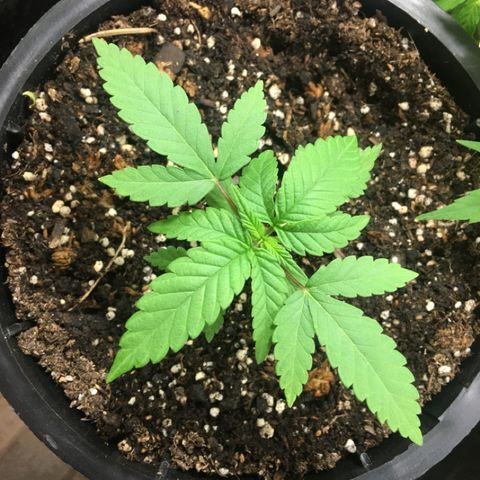 HULKBERRY growlog timeline photo