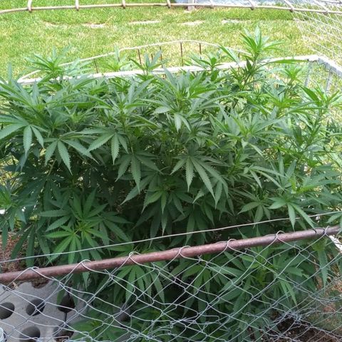 HULKBERRY growlog timeline photo