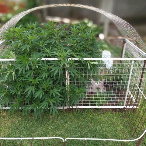 HULKBERRY growlog timeline photo