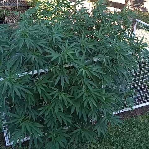 HULKBERRY growlog timeline photo