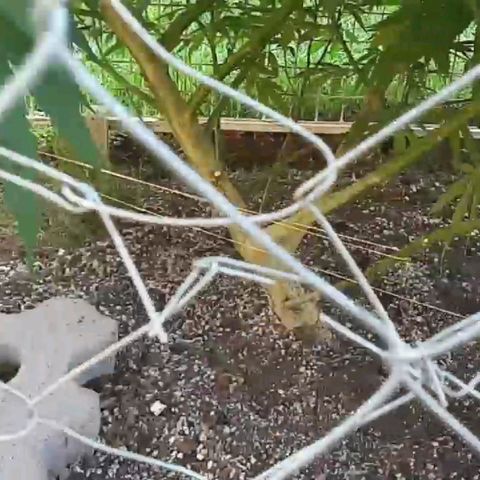 HULKBERRY growlog timeline photo