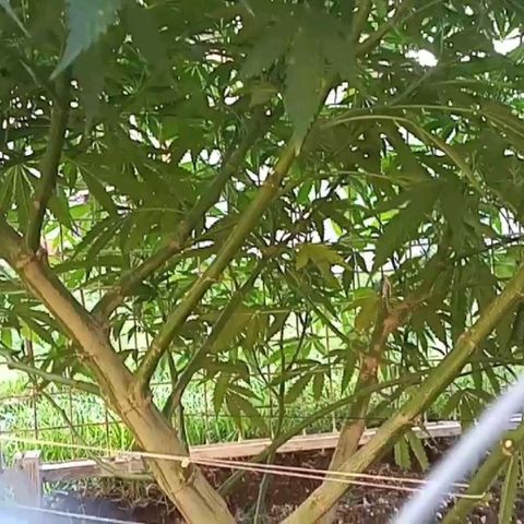 HULKBERRY growlog timeline photo