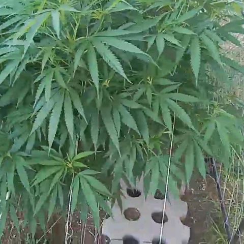 HULKBERRY growlog timeline photo