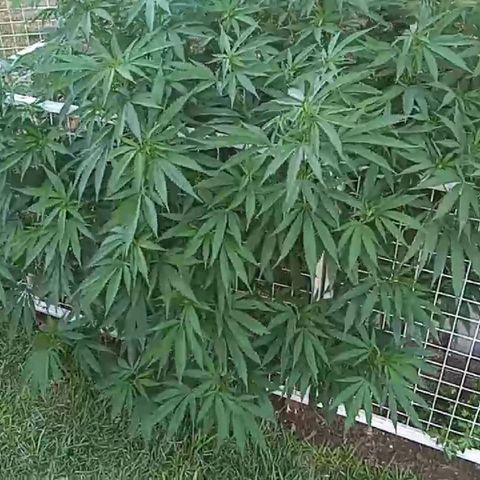 HULKBERRY growlog timeline photo