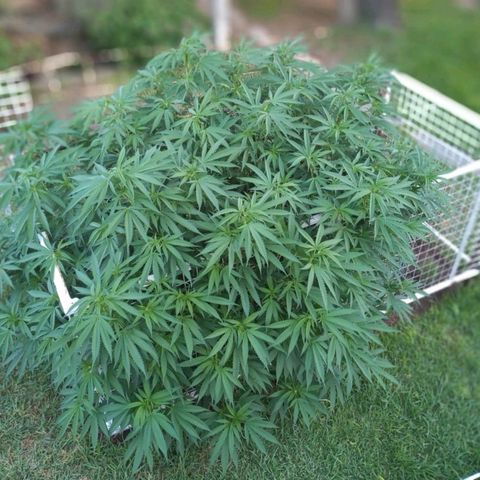 HULKBERRY growlog timeline photo