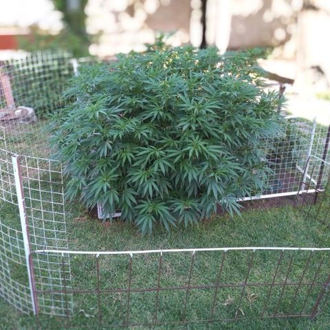 HULKBERRY growlog timeline photo