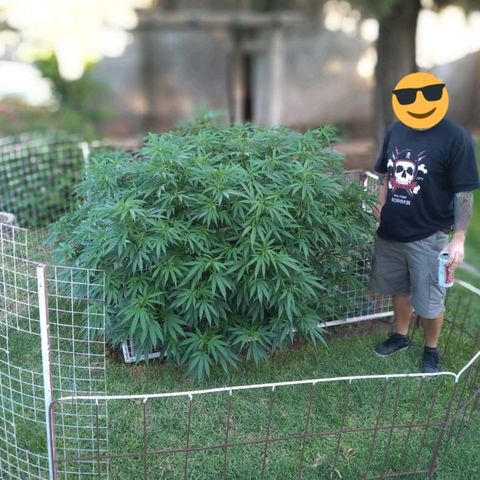 HULKBERRY growlog timeline photo