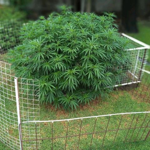 HULKBERRY growlog timeline photo