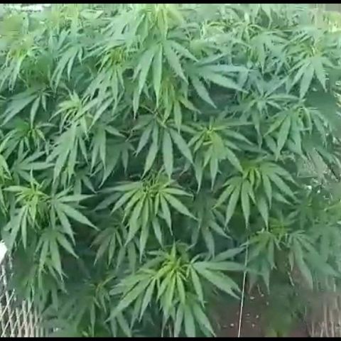 HULKBERRY growlog timeline photo